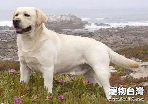 純種拉布拉多價格多少?快來看看!(1圖)-寵物台灣