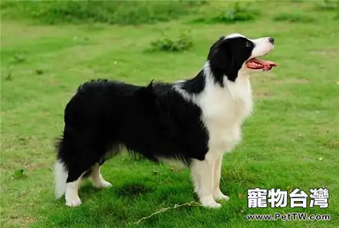 邊境牧羊犬性格 