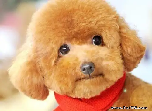 泰迪犬多少錢一隻?不同品相價格不一樣 (共2張圖片)-寵物台灣