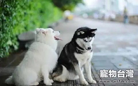 想養薩摩犬，那麼你知道薩摩犬多少錢一隻嗎？ 