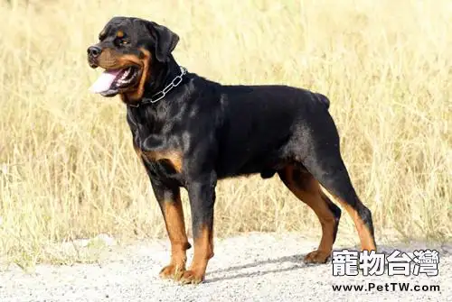 你知道羅威那犬幼犬價格嗎? (共2張圖片)-寵物台灣