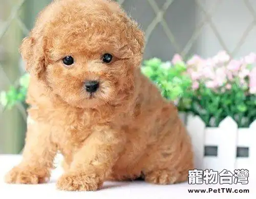 泰迪犬吃什麼狗糧好