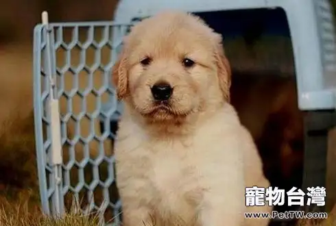 金毛尋回犬的價格 (共2張圖片)-寵物台灣