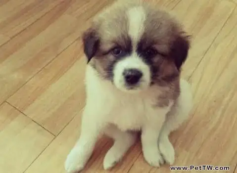 狗搖尾巴是什麼意思 (共2張圖片)-寵物台灣