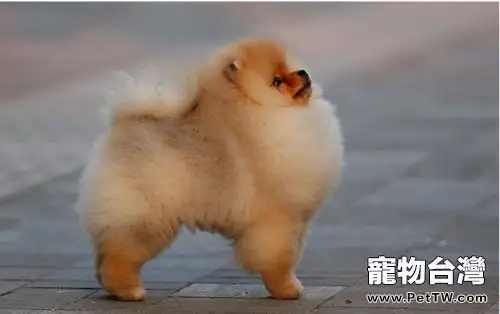 狂犬病為什麼會學狗叫 (共3張圖片)-寵物台灣