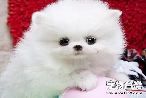 博美 犬(松鼠狗)多少錢一隻白色 (共4張圖片)-寵物台灣