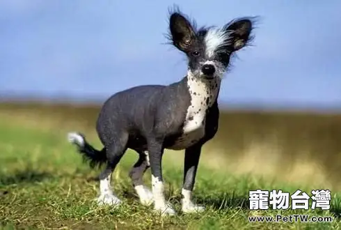 什麼狗最乾淨最好養 (共5張圖片)-寵物台灣