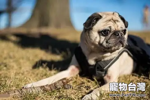 狗狗拉血但是精神又非常好,這是為什麼呢?(共2張圖片)-寵物台灣