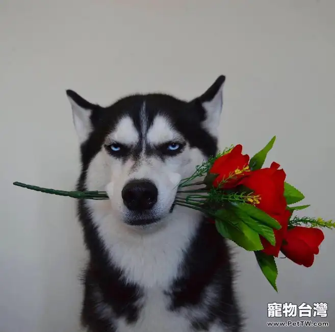 為什麼哈士奇被人們稱為二哈呢?網友看了都叫秒! (共2張圖片)-寵物台灣