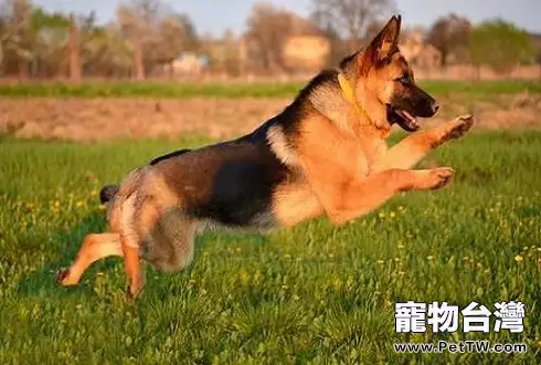 比特犬訓練後喂什麼比較好? (共2張圖片)-寵物台灣