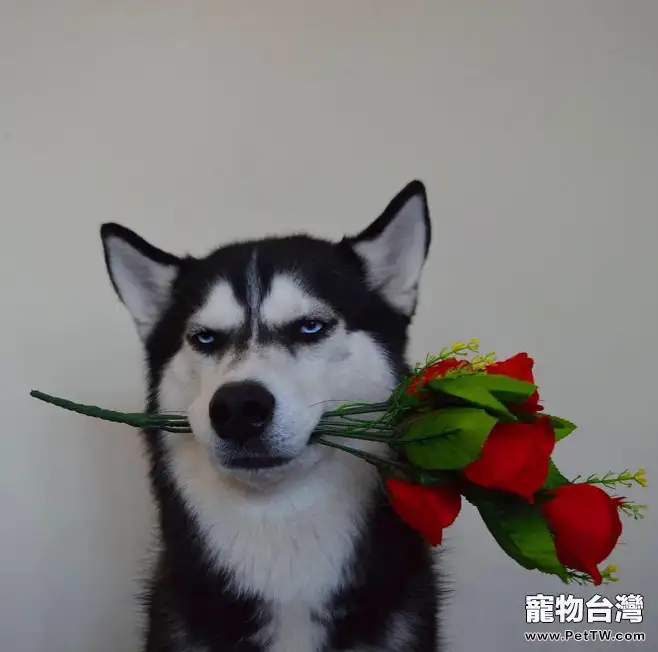 狗狗怎麼訓練戴口罩?看完你就知道了 (1圖)-寵物台灣