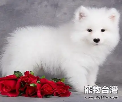 微笑天使薩摩耶多大就可以訓練了,這個知識不能錯過 (1圖)-寵物台灣