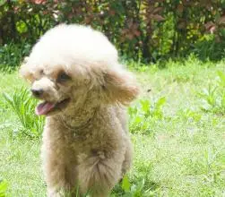 怎樣訓練泰迪直作揖 (1圖)-寵物台灣