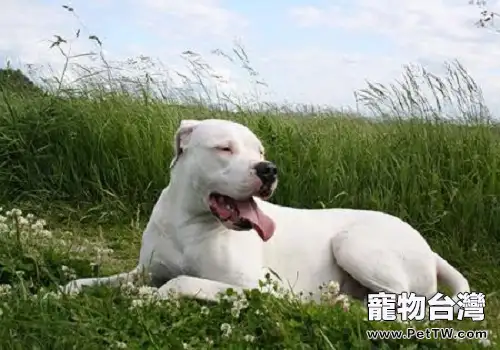 還在為不知道怎麼訓練成年杜賓犬煩惱?小編幫你解決問題! (1圖)-寵物台灣