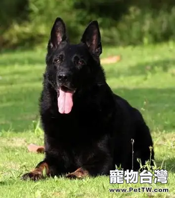 如何訓練東德牧羊犬 (1圖)-寵物台灣