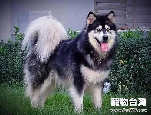 今日課堂——如何把狗狗訓練成警犬 (1圖)-寵物台灣