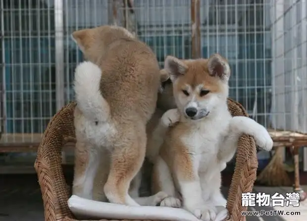 給秋田犬吃內臟的壞處(1圖)-寵物台灣