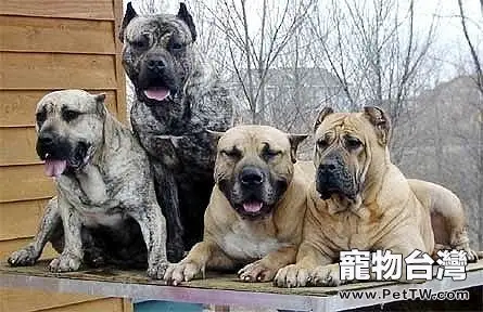 西班牙加納利犬的品種介紹(1圖)-寵物台灣