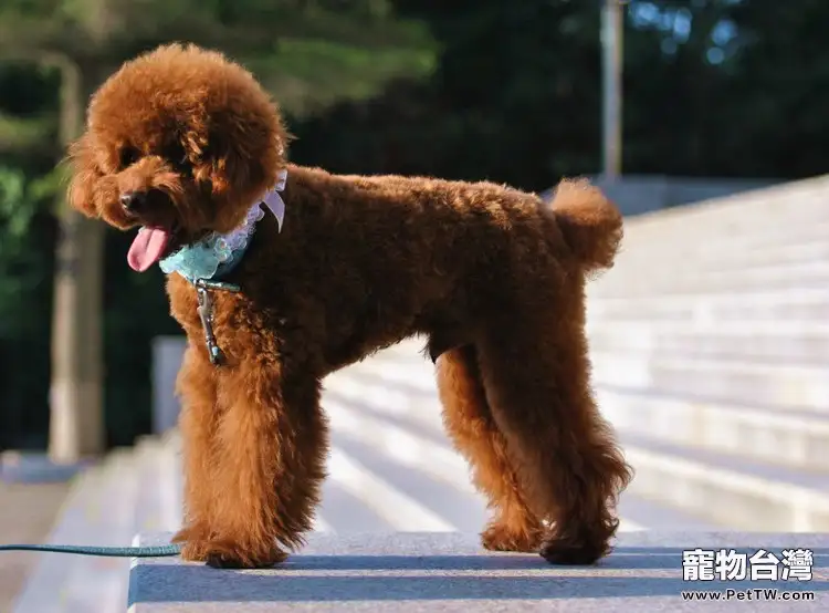 你所不知道的貴賓犬特點排行榜(1圖)-寵物台灣