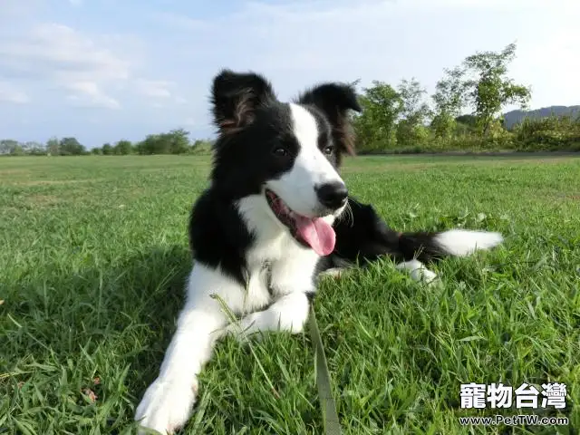 邊境牧羊犬很擅長察言觀色