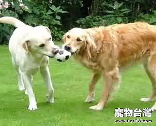 給狗狗玩玩具的四大好處(1圖)-寵物台灣