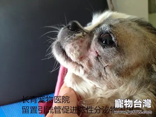 犬貓牙齦炎牙根腐爛導致的顏面瘺