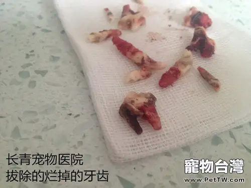 犬貓牙齦炎牙根腐爛導致的顏面瘺