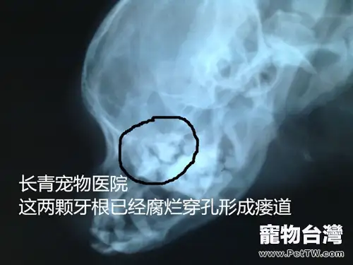 犬貓牙齦炎牙根腐爛導致的顏面瘺