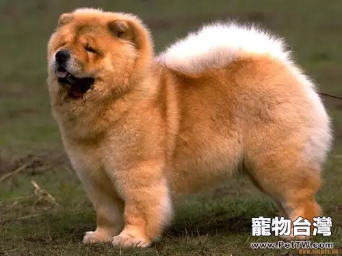 松獅犬的性格特點分析(1圖)-寵物台灣