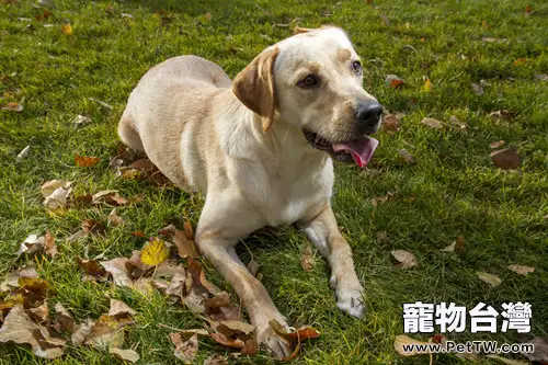 介紹拉布拉多的頭部特徵(1圖)-寵物台灣