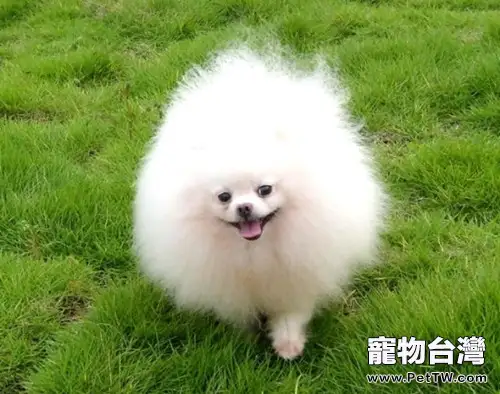 不能給博美 犬（松鼠狗）吃哪些食物