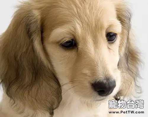 護理可卡犬耳朵的小方法