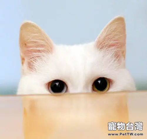 為寵物拍照的注意事項(共3張圖片)-寵物台灣