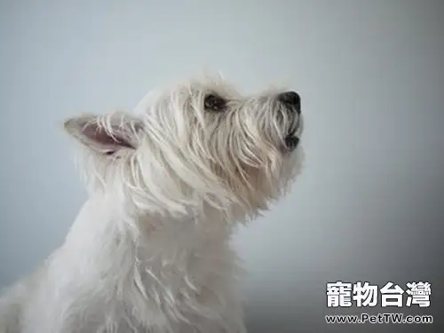 冬季為愛犬洗澡有竅門