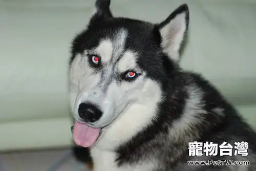 冬季為愛犬洗澡有竅門