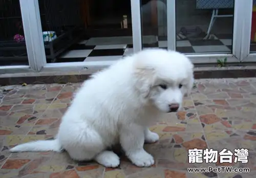 寵物犬冬季假期如何管理(1圖)-寵物台灣