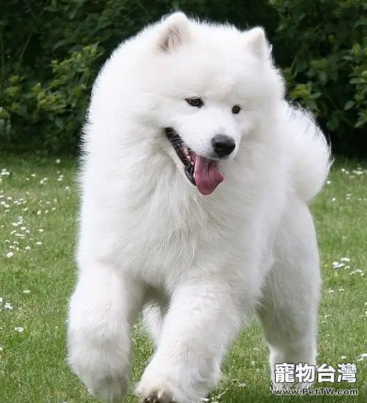 教你如何挑選健康薩摩耶犬(1圖)-寵物台灣