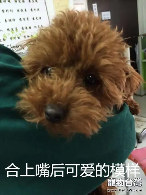 泰迪犬雙排牙的危害