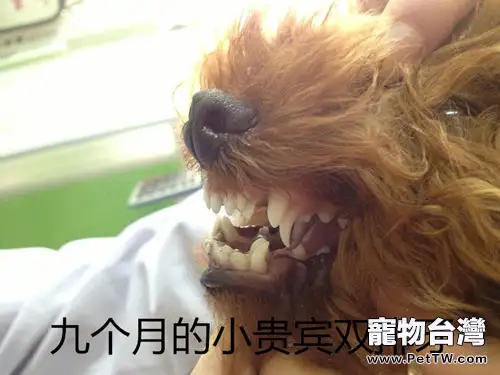 泰迪犬雙排牙的危害