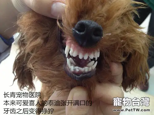 泰迪犬雙排牙的危害