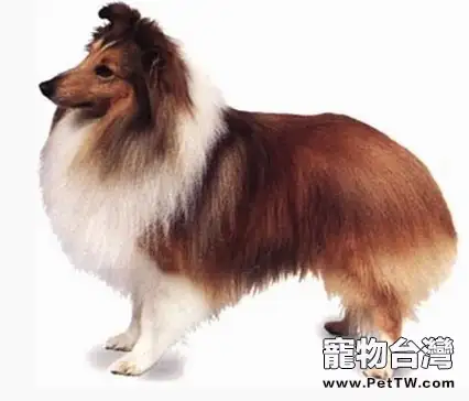 喜樂蒂牧羊犬的介紹(1圖)-寵物台灣
