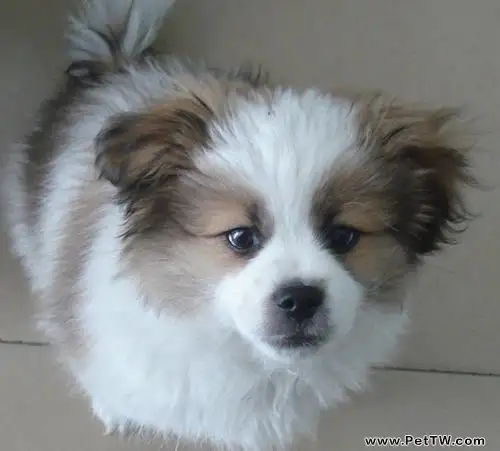 怎樣幫助蝴蝶犬平安過冬(1圖)-寵物台灣