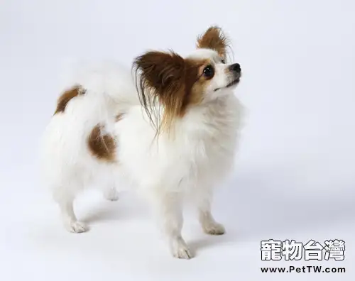 為蝴蝶犬拍照的小技巧分享