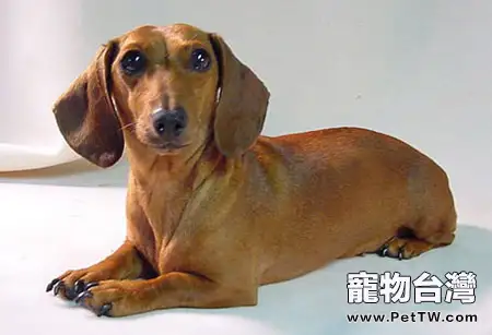 臘腸犬的性格特點介紹(1圖)-寵物台灣
