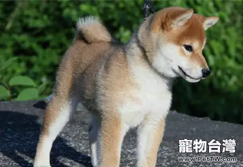 怎樣為秋田犬驅蟲