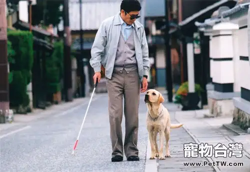 正確認識人類的好朋友——導盲犬