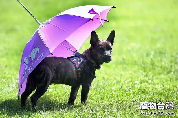 拒絕潮濕，雨季狗狗出門小竅門