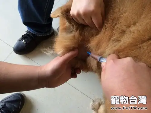 一例松獅犬耳道嚴重化膿的處置