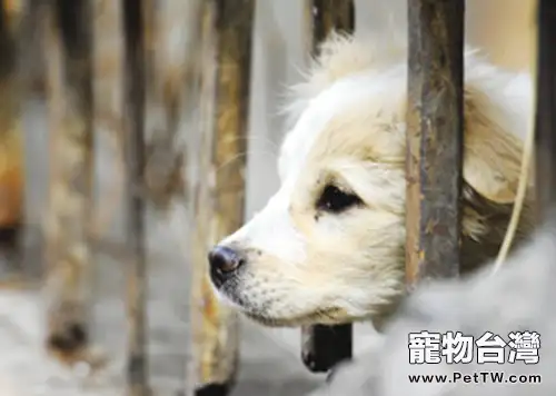 領養代替購買，給流浪動物一個溫暖的家