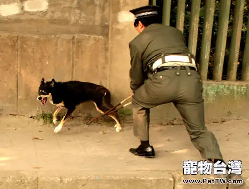 領養代替購買，給流浪動物一個溫暖的家